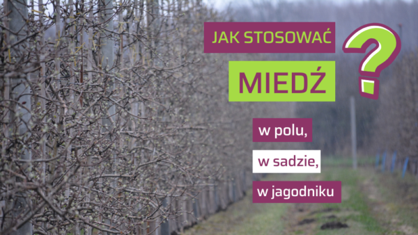 Miedź w uprawie roślin - kiedy i jak stosować