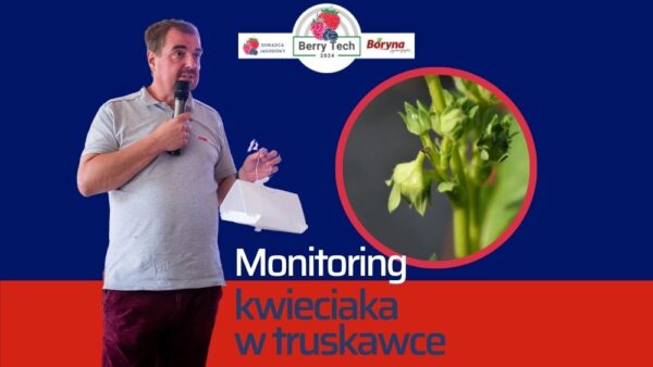 Monitoring kwieciaka malinowca – jak chronić plantacje truskawek