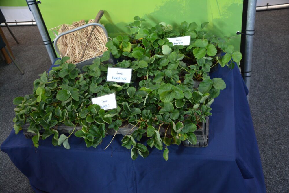 Na targach expo se prezentowano szeroką ofertę szkółkarską i odmianową.