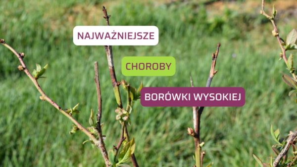 Najważniejsze choroby borówki wysokiej