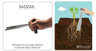Narzędzie do ręcznego sadzenia truskawek z sadzonek typu zielonego lub frigo.