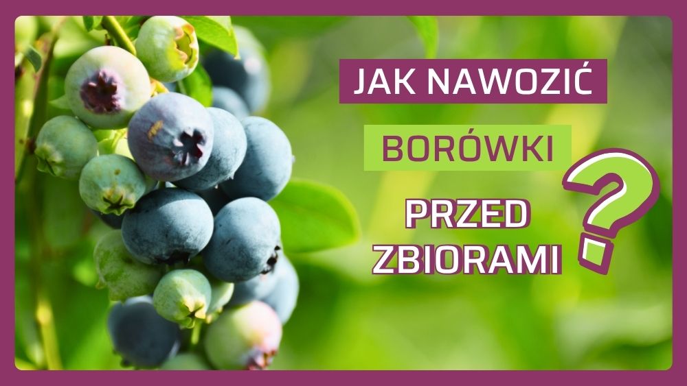 Nawadnianie i fertygacja borówki