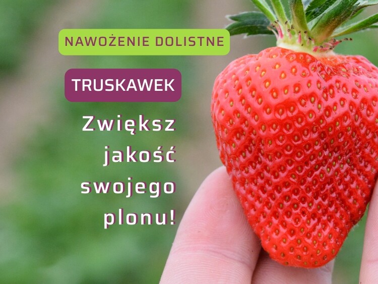 Nawożenie dolistne truskawek na jakość i trwałość truskawek-ow