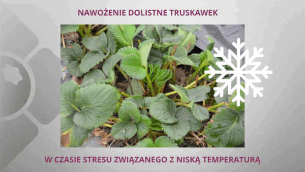 Nawożenie dolistne truskawek w okresie spadków temperatury