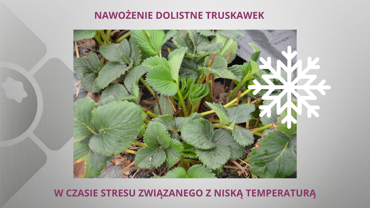 Nawożenie dolistne truskawek a niska temperatura