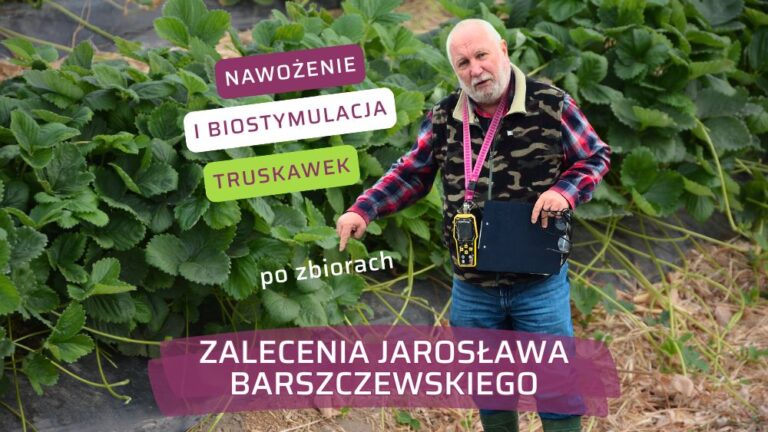 Nawożenie i biostymulacja truskawek po zbiorach – zalecenia Jarosława Barszczewskiego-ow