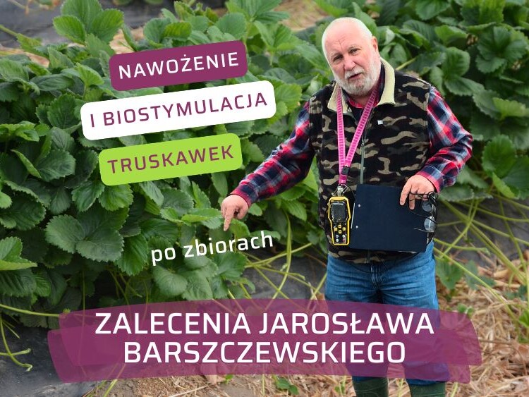 Nawożenie i biostymulacja truskawek po zbiorach – zalecenia Jarosława Barszczewskiego-ow