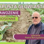 Nawożenie kapusty głowiastej Piotr Borczyński