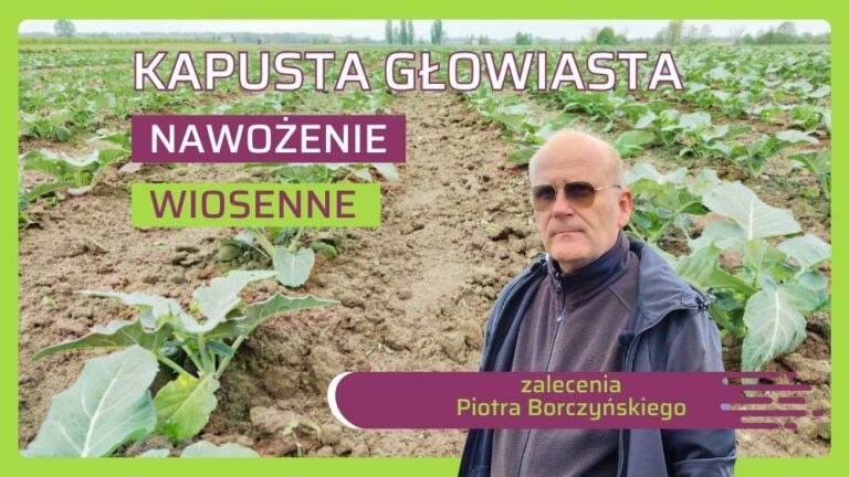 Nawożenie kapusty głowiastej Piotr Borczyński