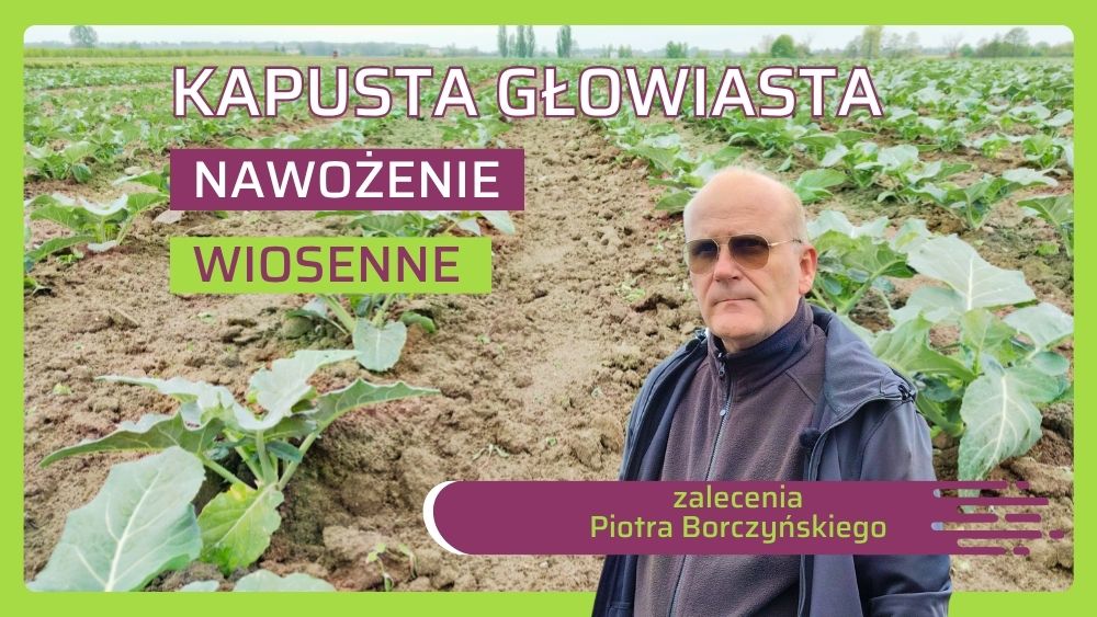 Nawożenie kapusty głowiastej Piotr Borczyński