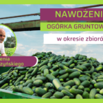 Nawożenie ogórka podczas zbiorów-Piotra Borczyński-ow