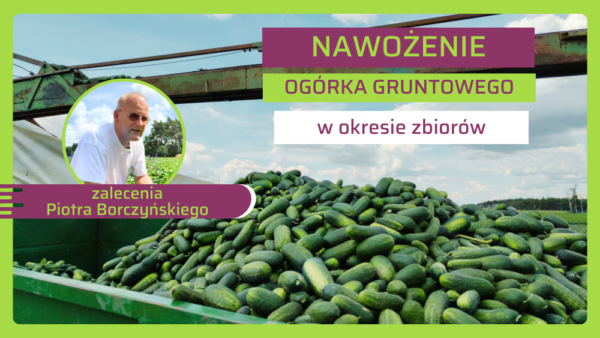 Ogórek gruntowy w okresie zbiorów: fertygacja, nawożenie dolistne, ochrona przed chorobami