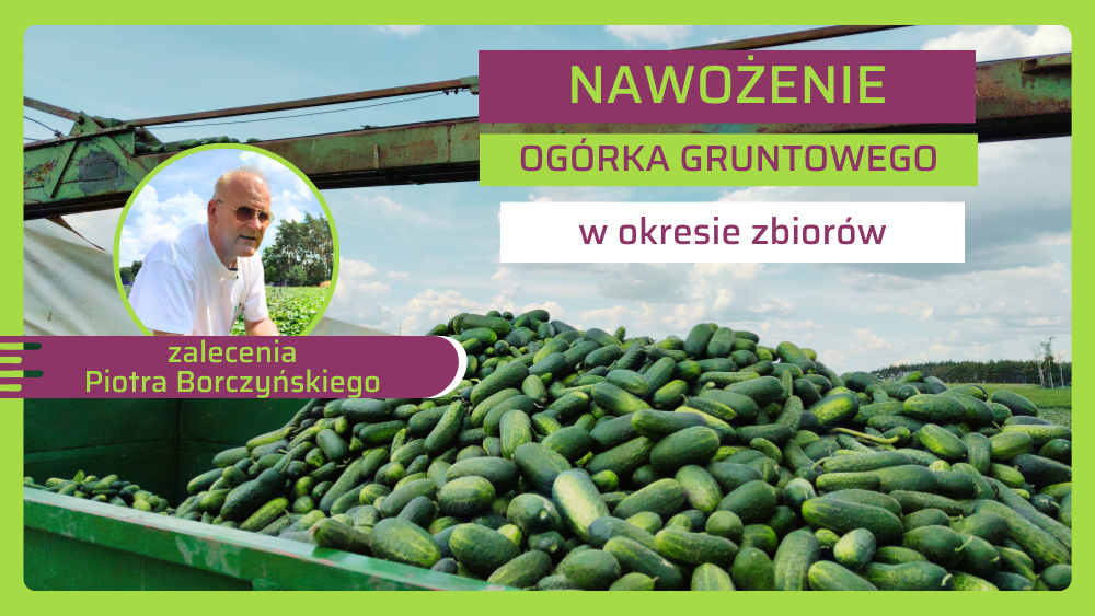 Nawożenie ogórka podczas zbiorów-Piotra Borczyński-ow