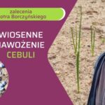 Nawożenie posypowe cebuli - ow