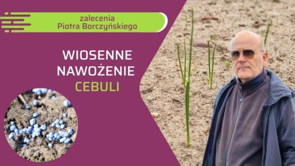 Nawożenie posypowe cebuli - ow