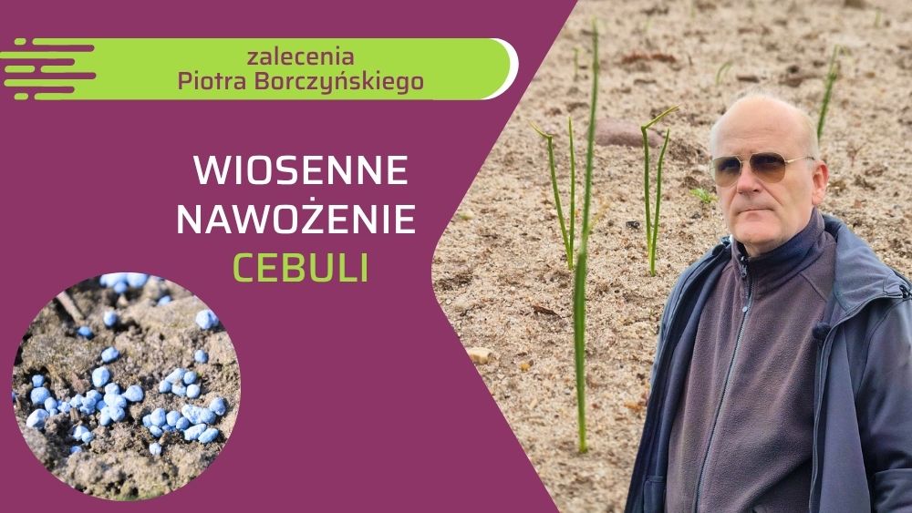 Nawożenie posypowe cebuli - ow
