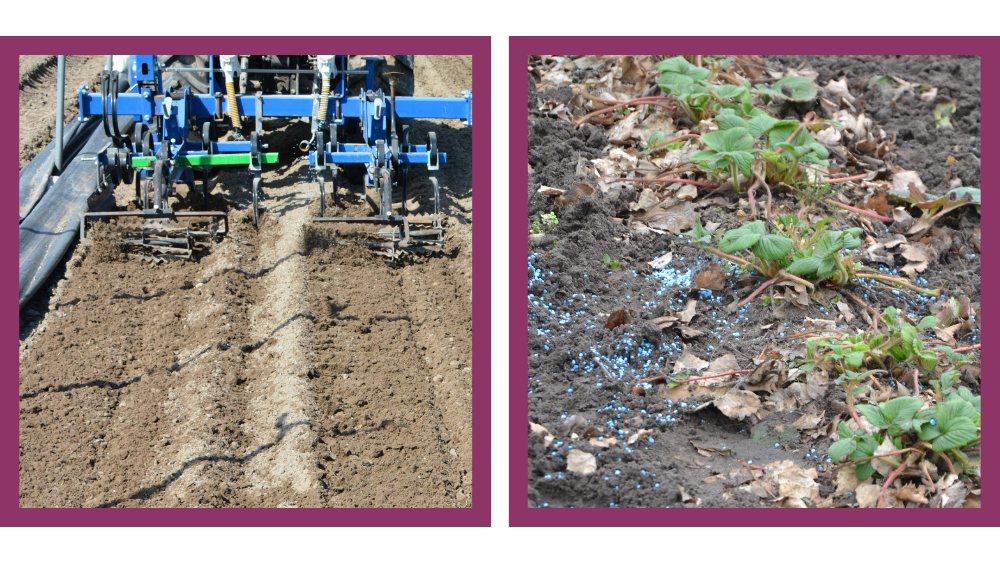 Nawożenie przedwegetacyjne i pogłówne