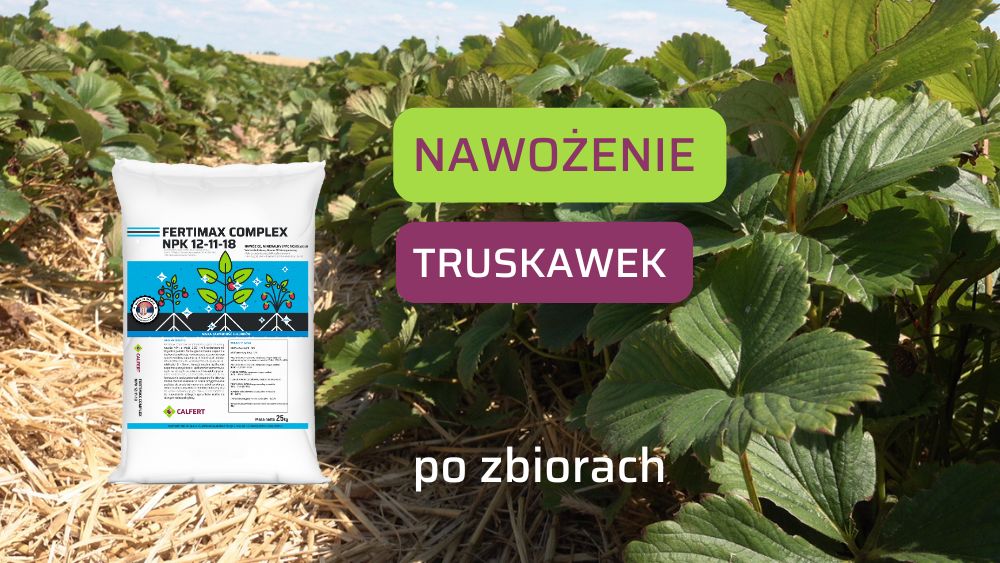 Nawożenie truskawek po zbiorach - Fertimax Complex