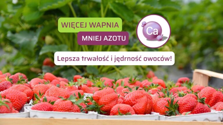 Nawożenie truskawek wapniem – test – min