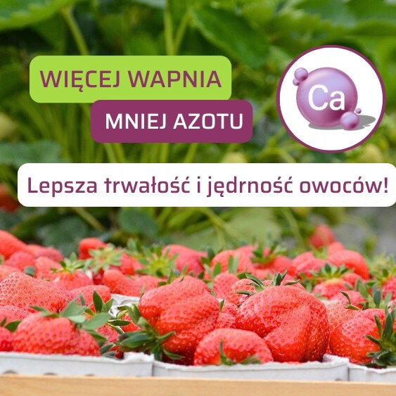 Nawożenie truskawek wapniem – test – min