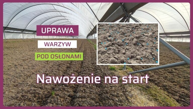 Nawożenie warzyw pod osłonami posypowe
