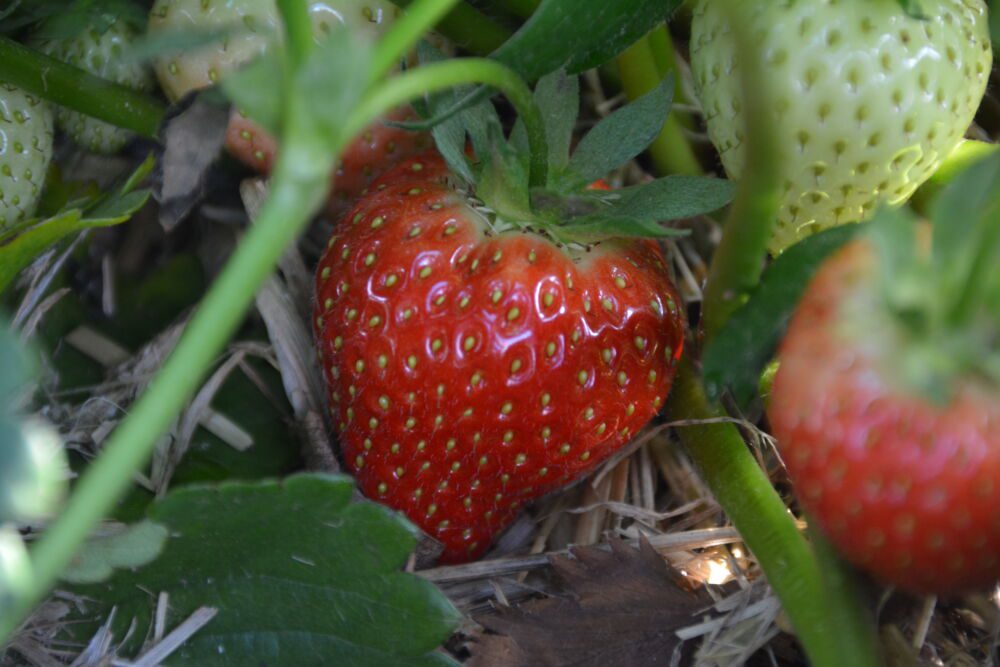 Nowa Holenderska odmiana truskawek „Jenke” (FE 2122) z kreacji Fresh Forward.