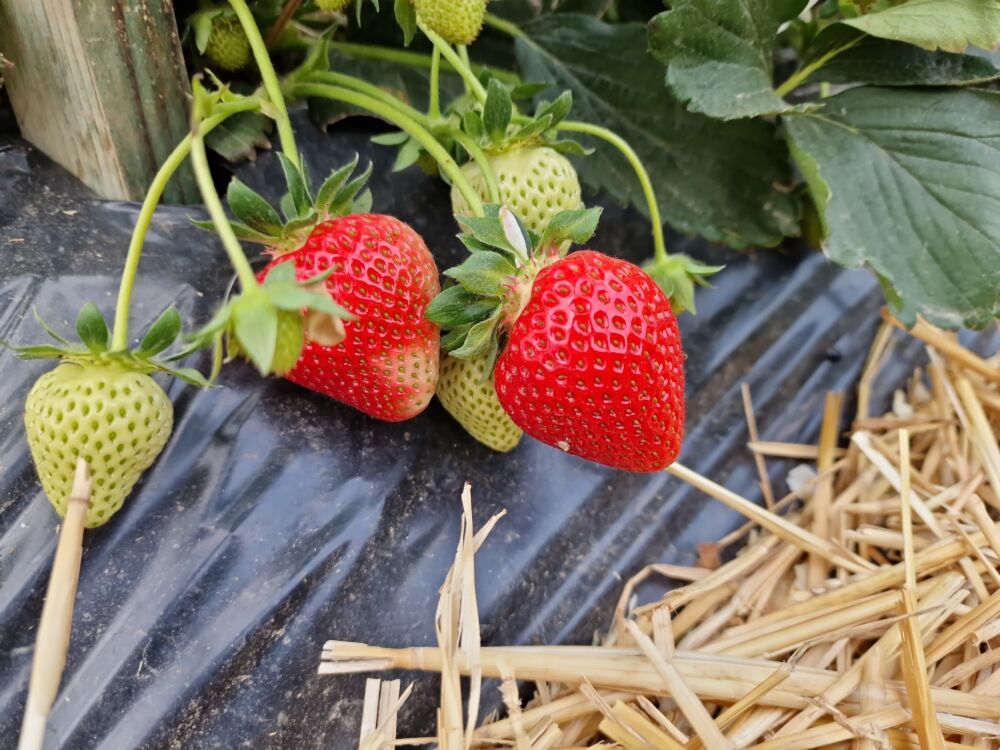 Nowa wczesna odmian truskawek „Grorielle”