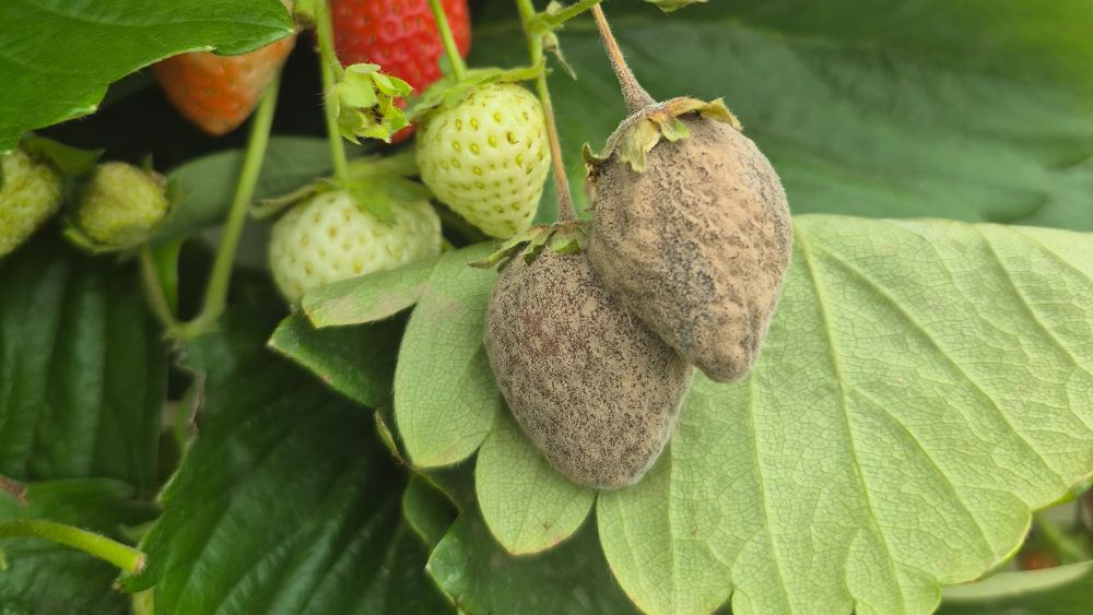 szara pleśń truskawki