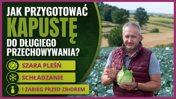 Jak przygotować kapustę do długiego przechowywania? Szara pleśń, schładzanie i zabieg przed zbiorem
