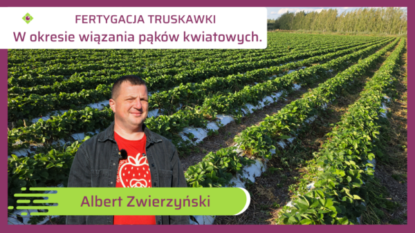 Fertygacja truskawki w okresie inicjacji pąków kwiatowych na kolejny sezon.