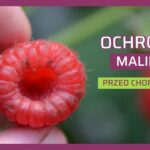 choroby maliny