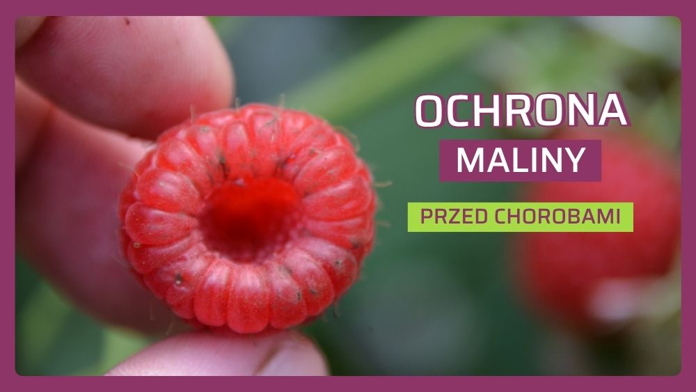 choroby maliny