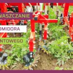 Ochrona pomidora przed chwastami - ow