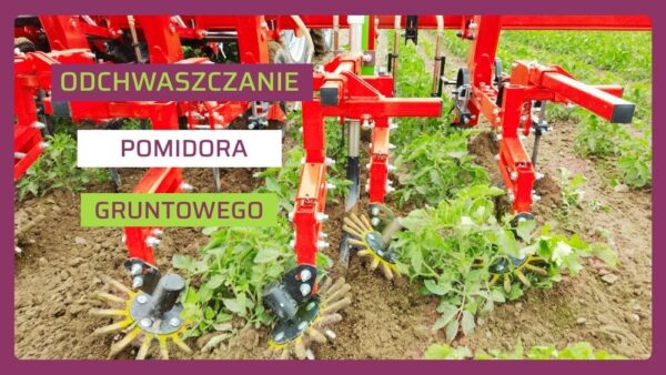 Ochrona pomidora przed chwastami - ow