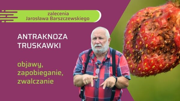 Ochrona truskawek przed antraknozą