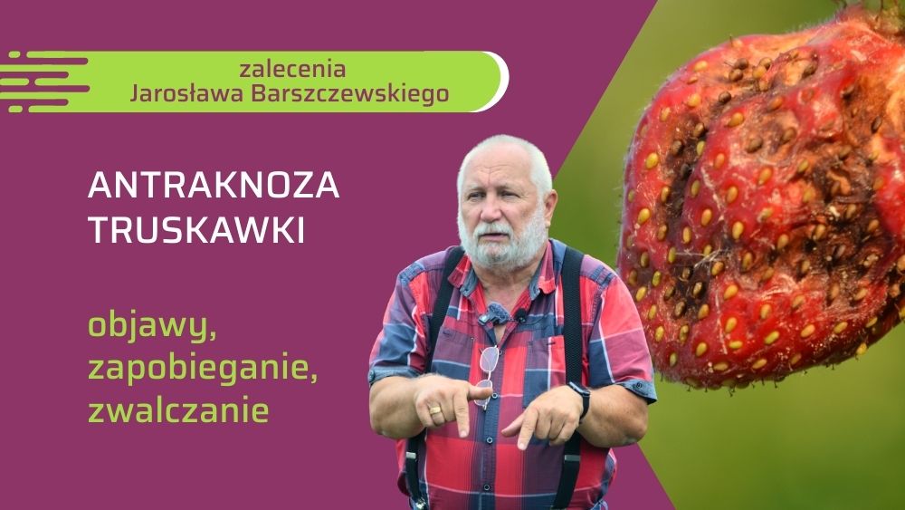 Ochrona truskawek przed antraknozą