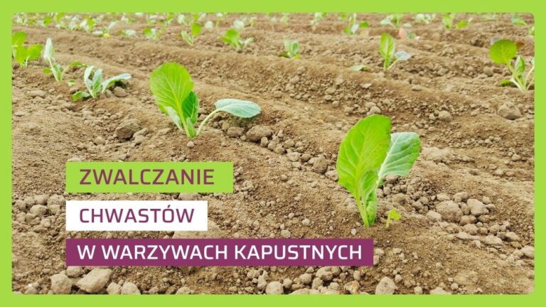 Odchwaszczanie warzyw kapustnych