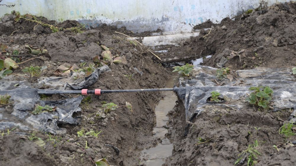 Przekopy na podmokłej plantacji truskawek