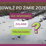 Odwilż na plantacjach truskawki