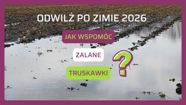 Odwilż na plantacjach truskawek: jak uratować zalany system korzeniowy