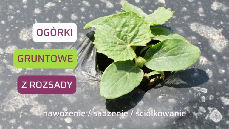 Ogórki gruntowe z rozsady