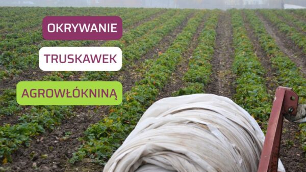 Okrywanie truskawek na zimę: jak, kiedy i czym?