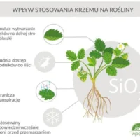 POTASIL-PLUS-KRZEM-wpływ-krzemu-na-rośliny.jpg