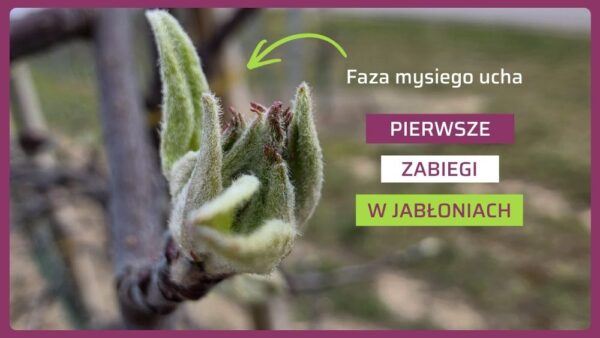 Pierwsze zabiegi w sadach jabłoniowych: faza mysiego ucha