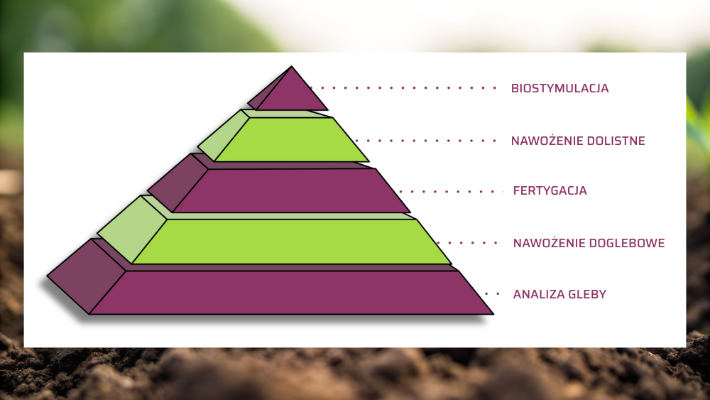 Piramida żywienia roślin