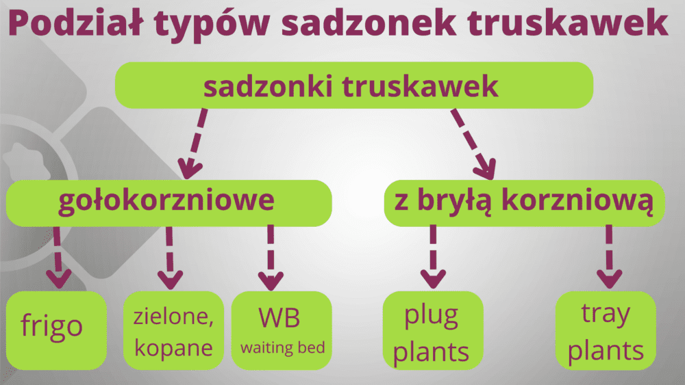 Podstawowy podział typów sadzonek truskawek.