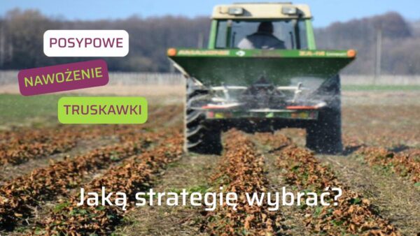 Posypowe nawożenie truskawki. Jaką strategię wybrać?