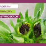 Program regeneracji po przymrozkach 2026
