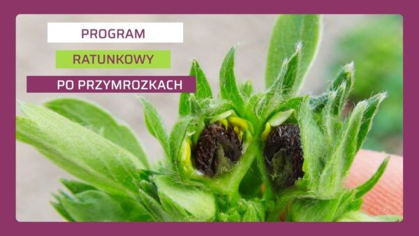 Program regeneracji po przymrozkach 2026