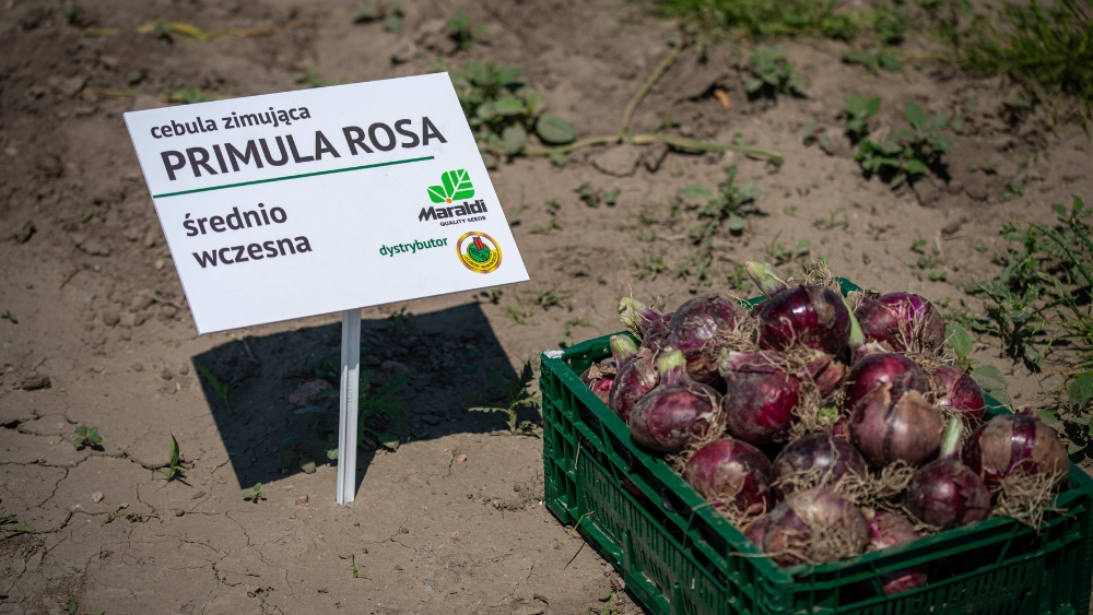 Primula Rosa-cebula zimująca